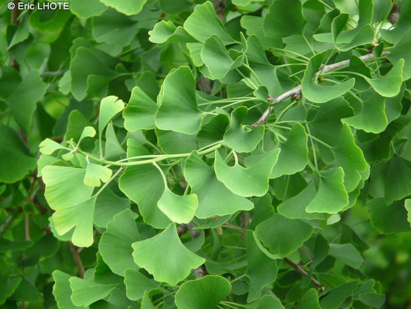  - Ginkgo biloba - 