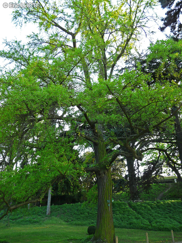 Ginkgoaceae - Ginkgo biloba - Ginkgo, Arbre aux quarante &eacute;cus