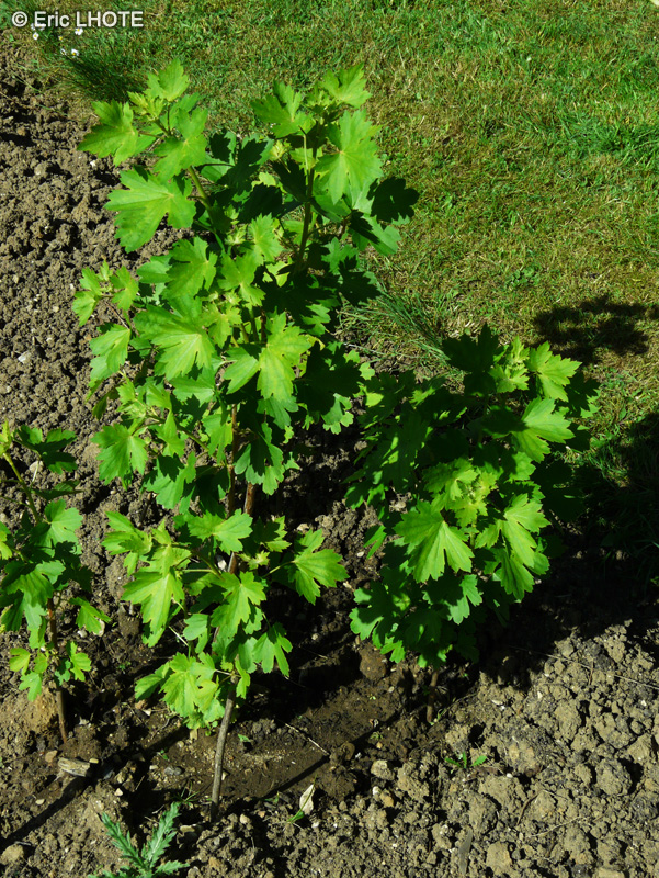 Grossulariaceae - Ribes aureum - Groseillier doré