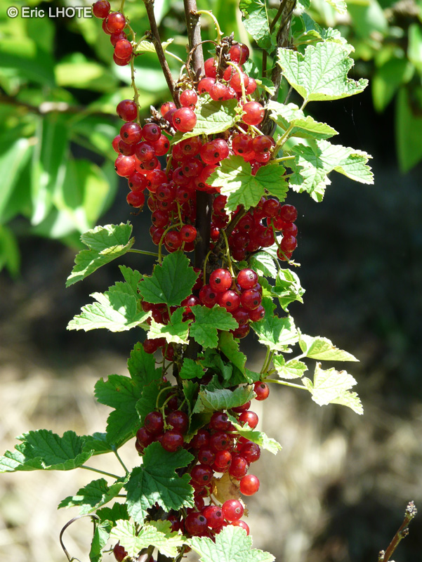  - Ribes grossularia, Ribes uva-crispa - 