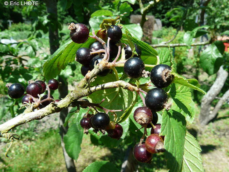  - Ribes nigrum - 
