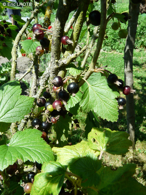 Grossulariaceae - Ribes nigrum - Cassis