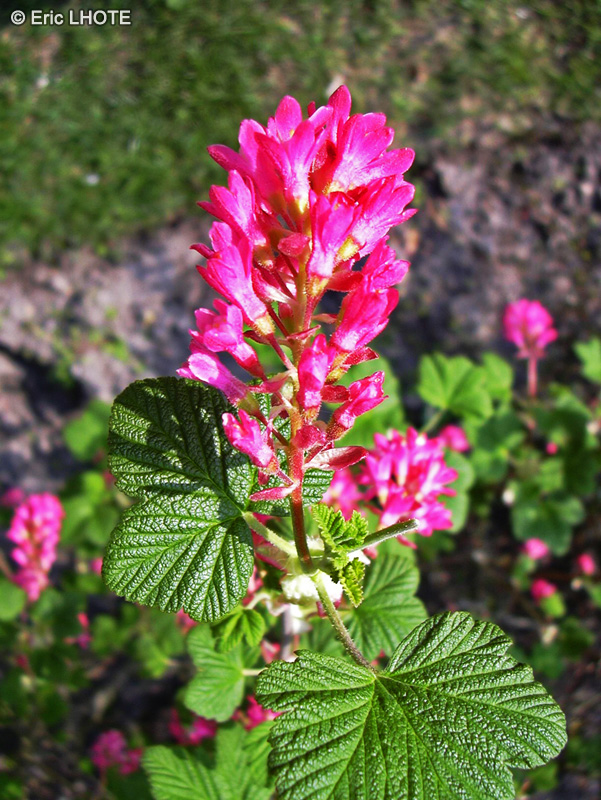  - Ribes sanguineum - 