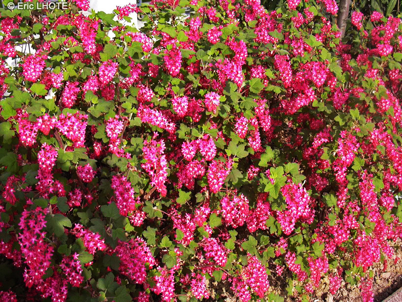 Grossulariaceae - Ribes sanguineum - Groseiller &agrave; fleurs