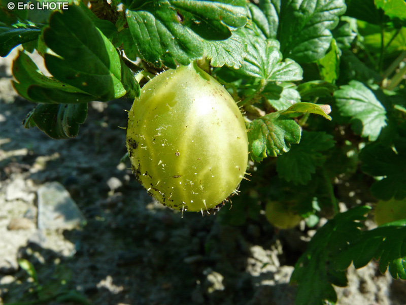  - Ribes uva spina - 