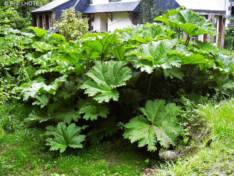  - Gunnera mannicata - 