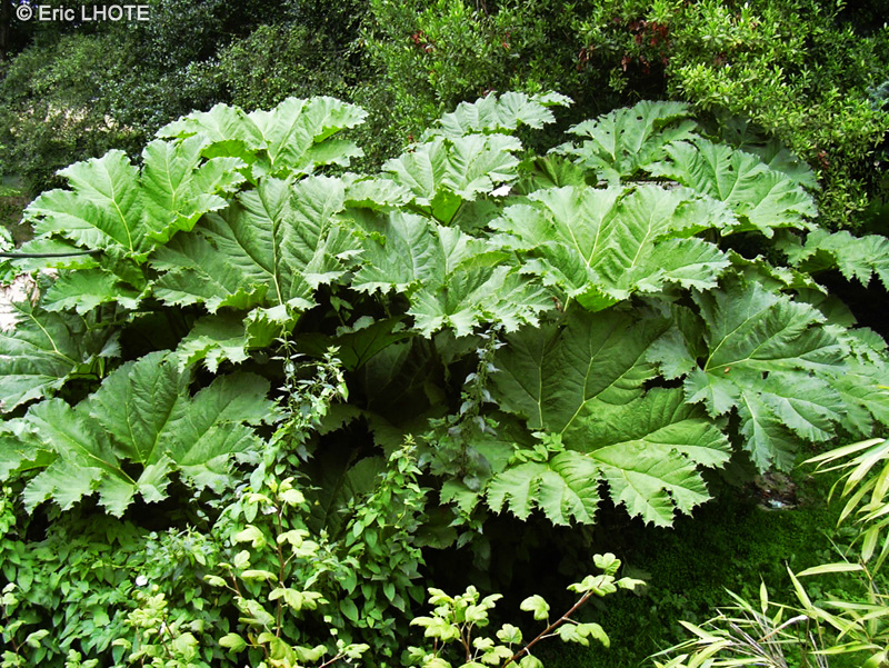 Gunneraceae - Gunnera mannicata - Gunn&egrave;re du Br&eacute;sil, Rhubarbe g&eacute;ante