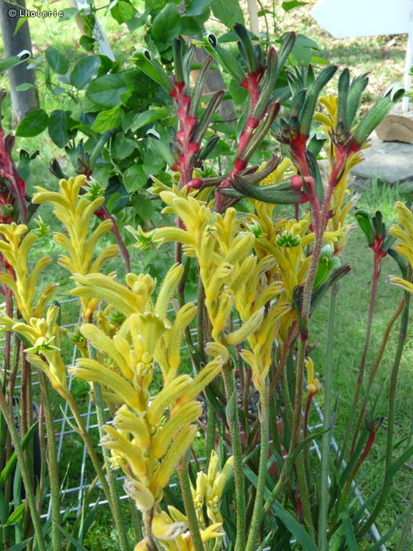 Haemodoraceae - Anigozanthos x Bush Gems - Patte de kangourou