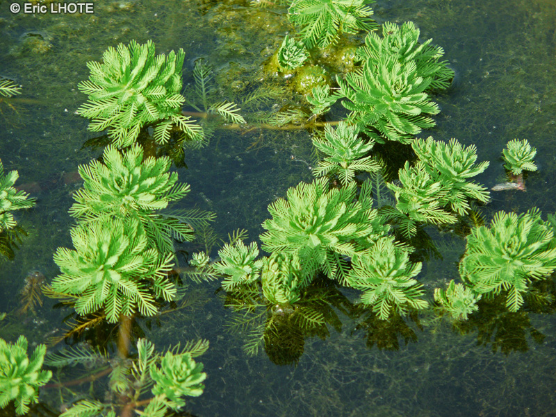  - Myriophyllum aquaticum - 