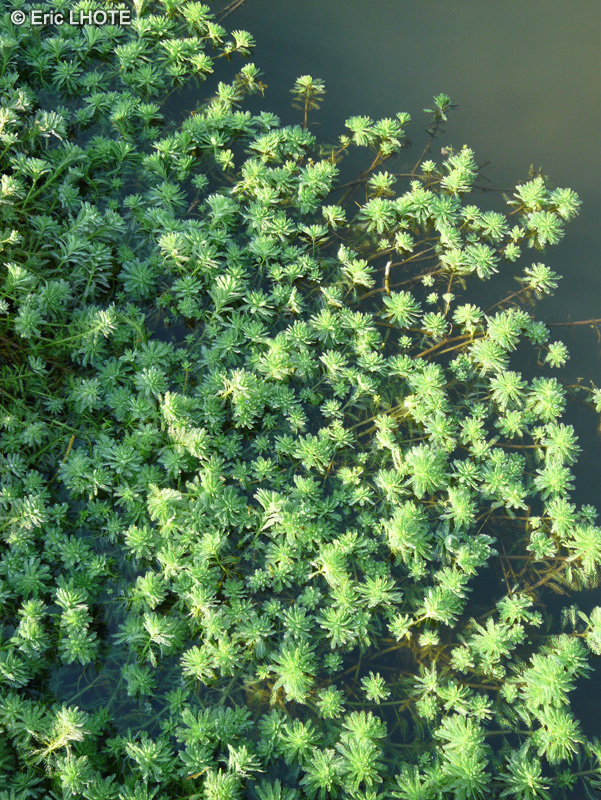  - Myriophyllum aquaticum - 