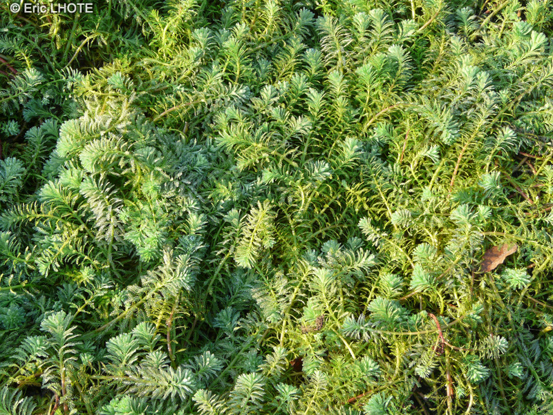  - Myriophyllum aquaticum - 