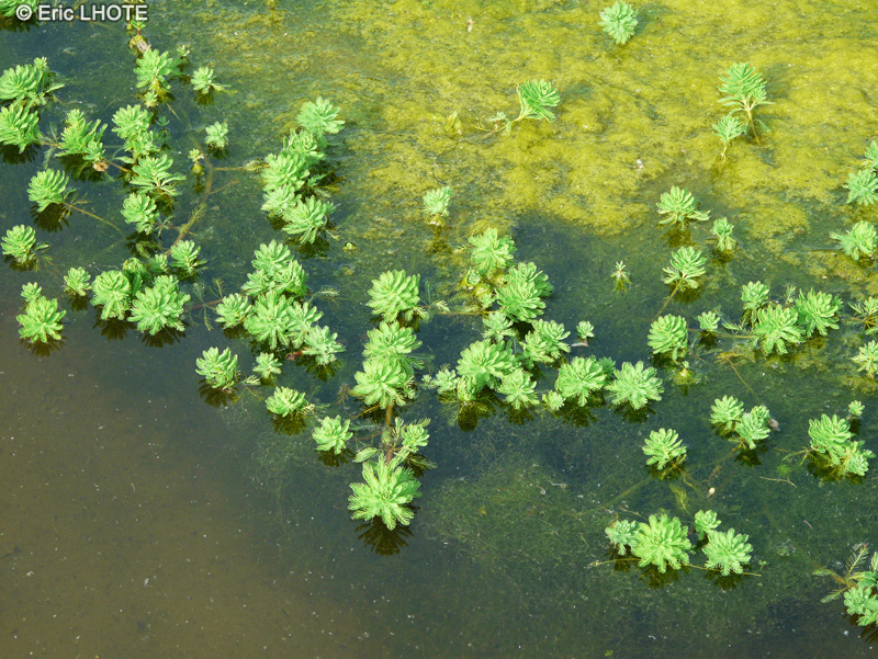 Haloragaceae - Myriophyllum aquaticum - Myriophylle aquatique, Myriophylle du Br&eacute;sil, Plume de Perroquet