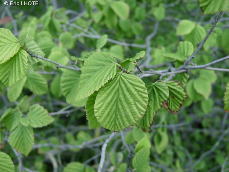  - Corylopsis pauciflora - 