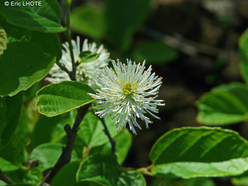  - Fothergilla major - 