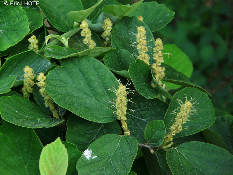 - Fothergilla major - 