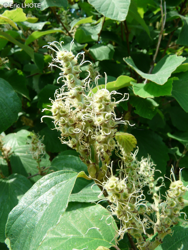  - Fothergilla major - 