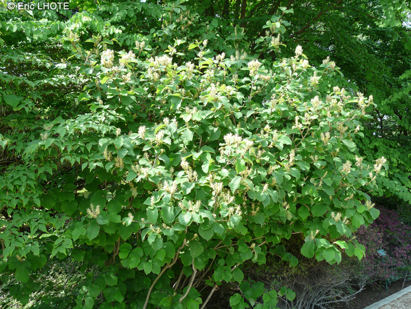  - Fothergilla major - 