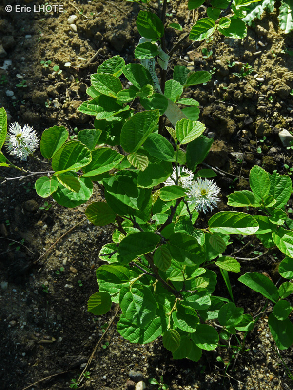 Hamamelidaceae - Fothergilla major - Fothergilla g&eacute;ant