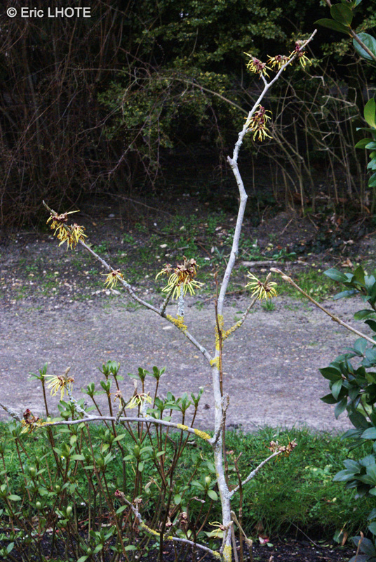 Hamamelidaceae - Hamamelis X Intermedia - Hamamélis