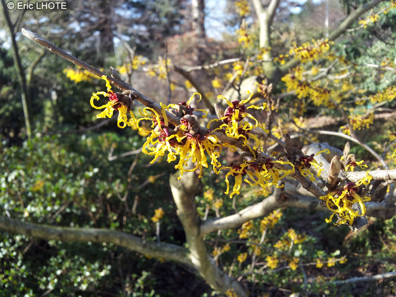 Hamamelidaceae - Hamamelis japonica Arborea - Hamamélis du Japon