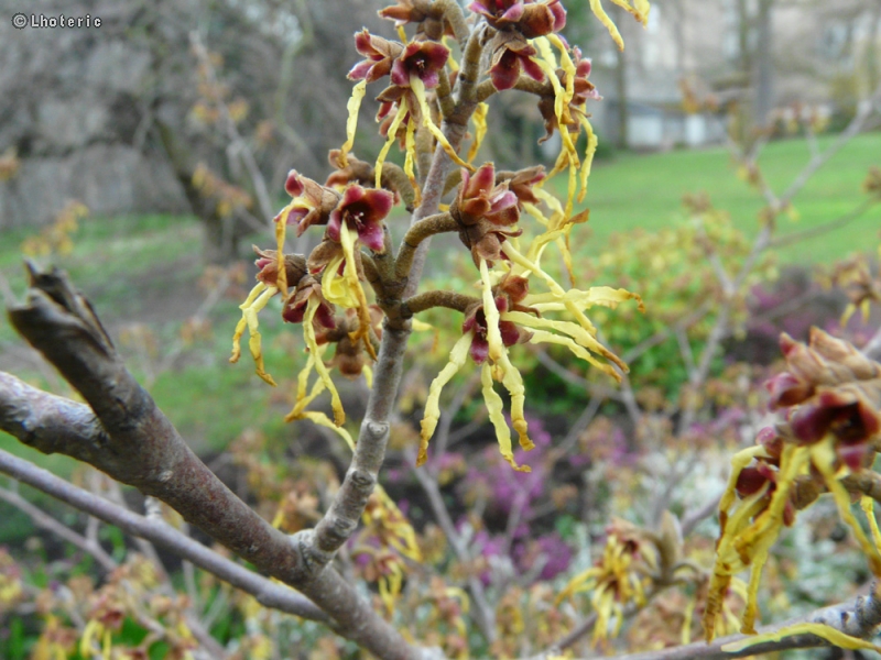 Hamamelidaceae - Hamamelis japonica - Hamamélis du Japon