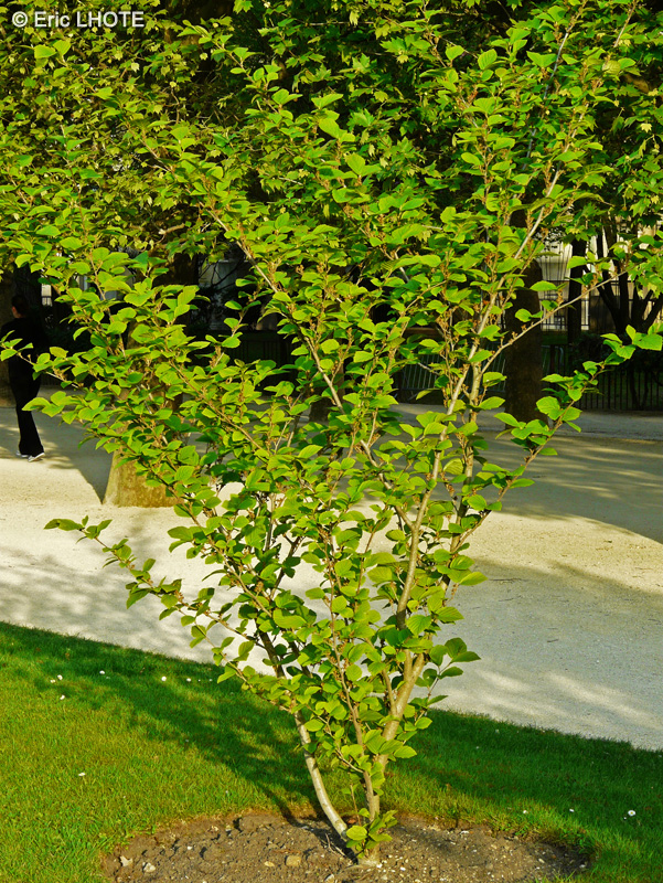 Hamamelidaceae - Hamamelis vernalis - Hamamélis