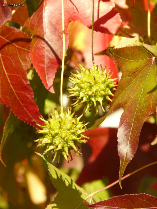  - Liquidambar styraciflua - 
