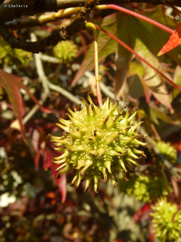  - Liquidambar styraciflua - 