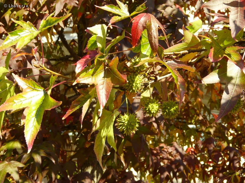  - Liquidambar styraciflua - 