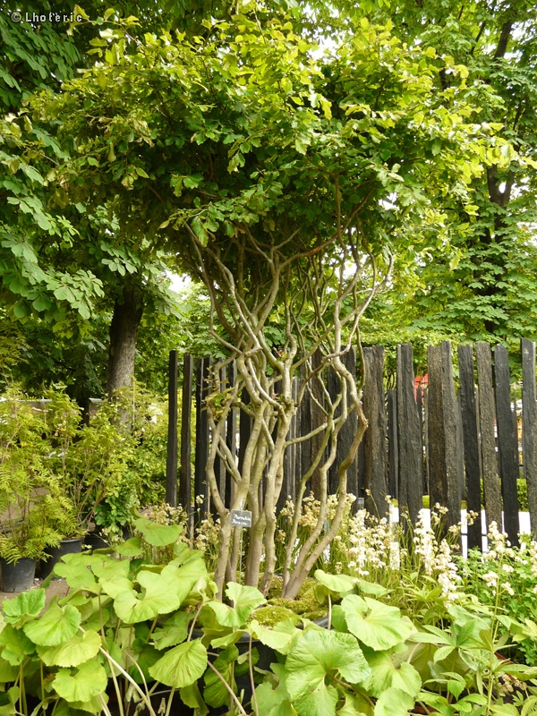  - Parrotia persica - 