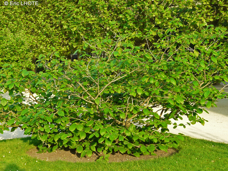 Hamamelidaceae - Sinowilsonia henryi - Sinowilsonia