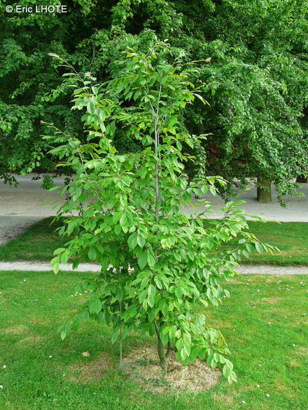 Hamamelidaceae - Sycoparrotia semidecidua - Sycoparrotia