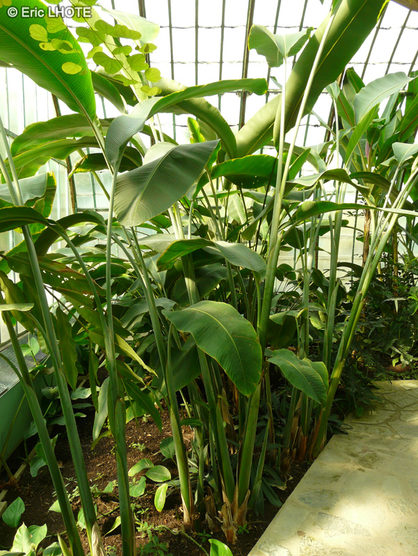 Heliconiaceae - Heliconia wagneriana - Heliconia de Wagner