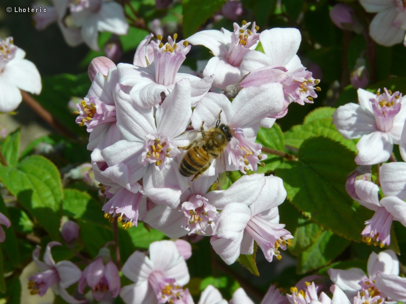 Hydrangeaceae - Deutzia Perle Rose - Deutzia