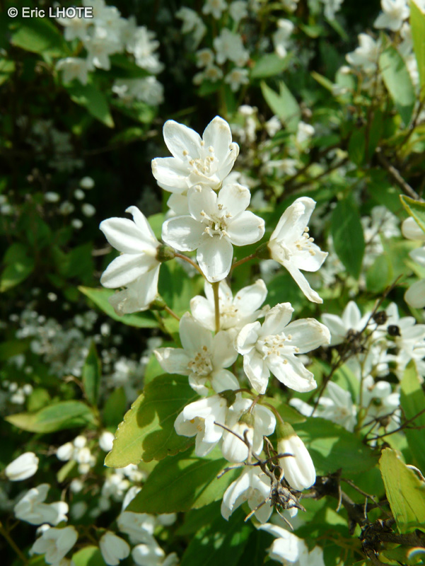  - Deutzia gracilis - 