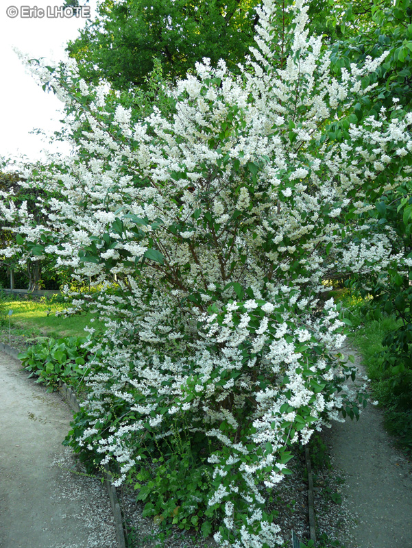  - Deutzia scabra - 