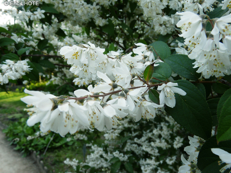  - Deutzia scabra - 