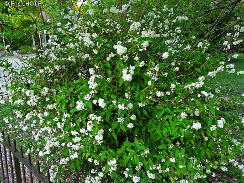  - Deutzia x Lemoinei - 