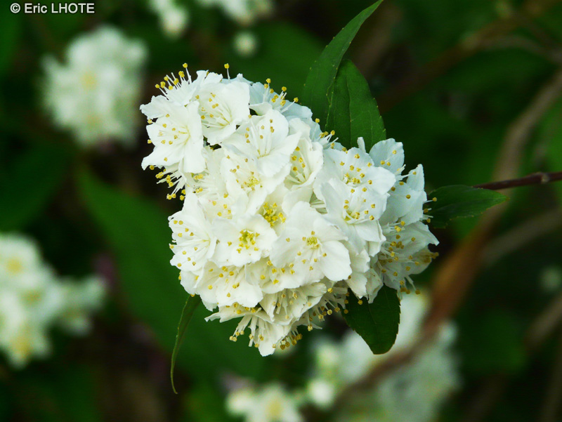 Hydrangeaceae - Deutzia x Lemoinei - Deutzie