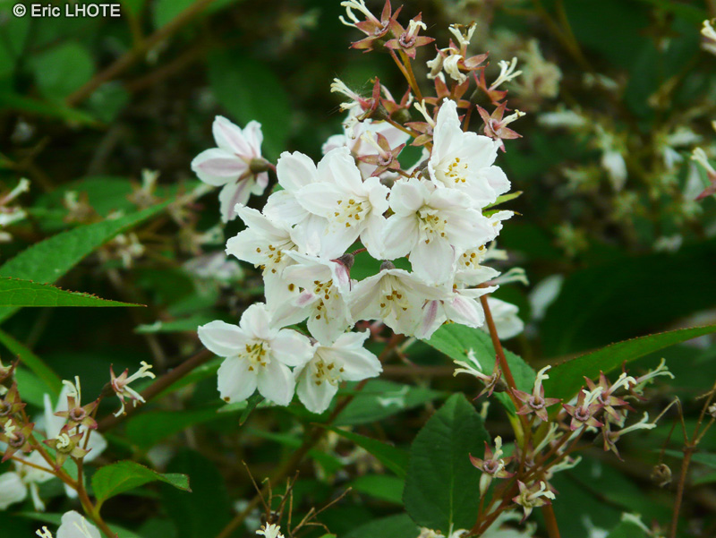  - Deutzia x rosea Carminea - 