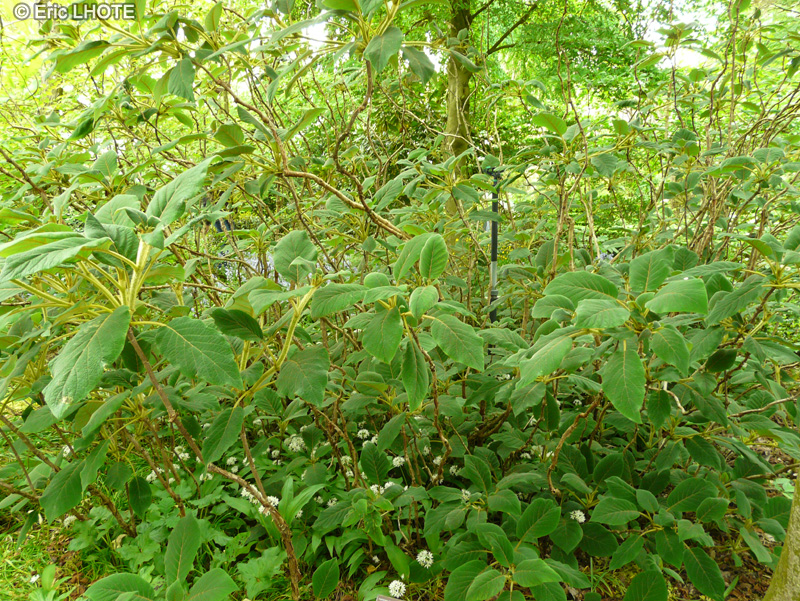  - Hydrangea aspera ssp. sargentiana - 