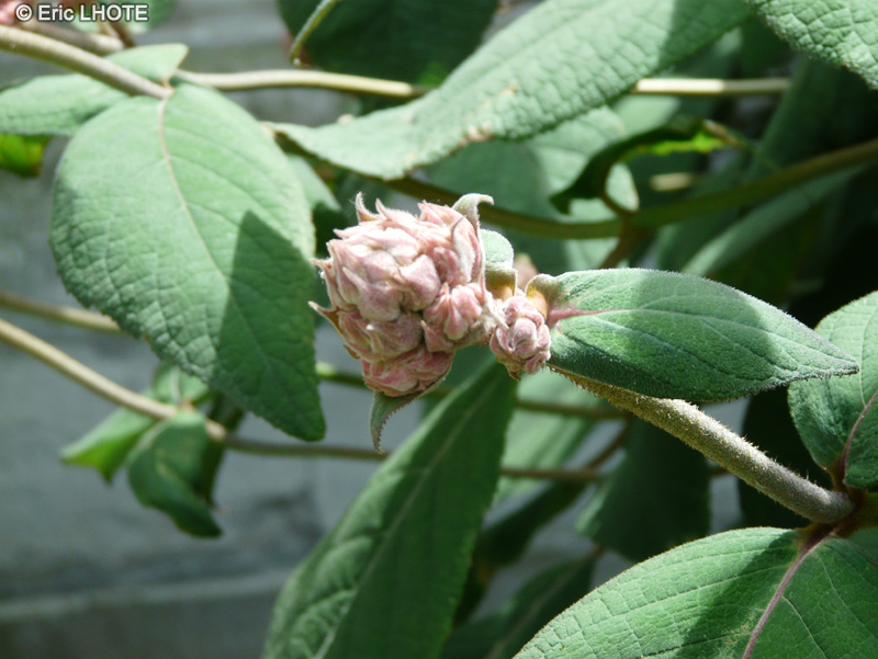  - Hydrangea aspera ssp. sargentiana - 