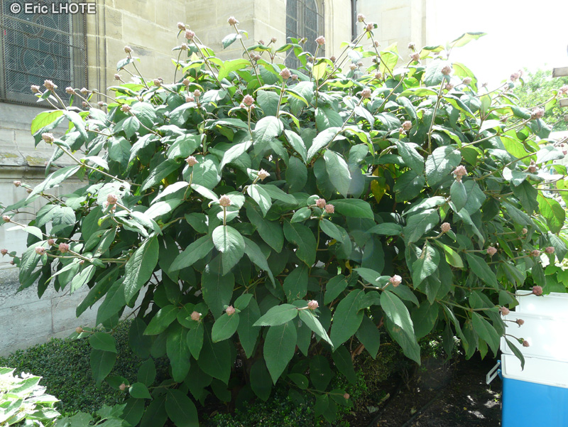  - Hydrangea aspera ssp. sargentiana - 
