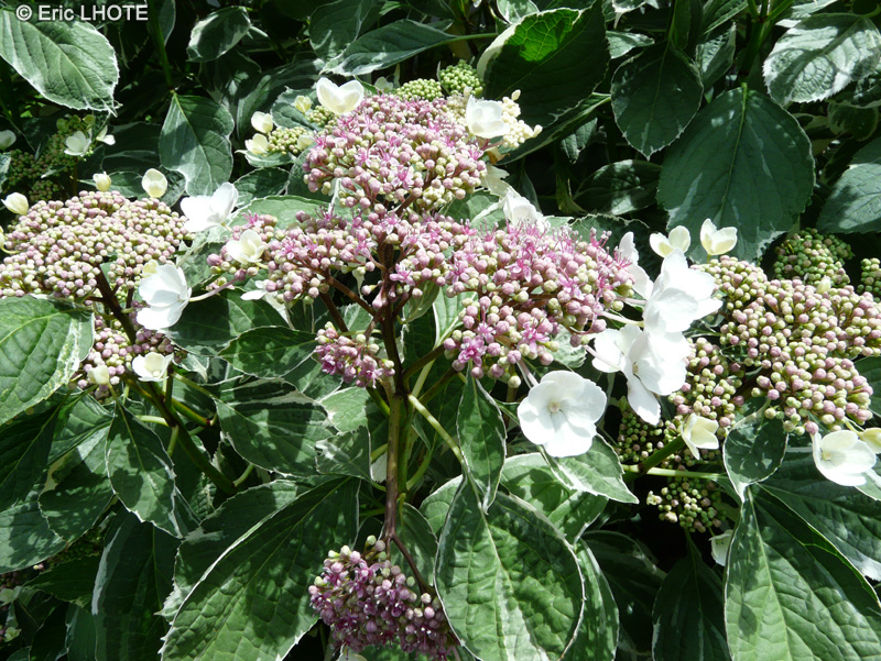  - Hydrangea macrophylla Tricolor - 