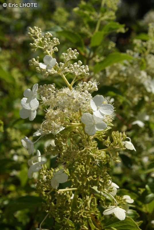  - Hydrangea paniculata - 