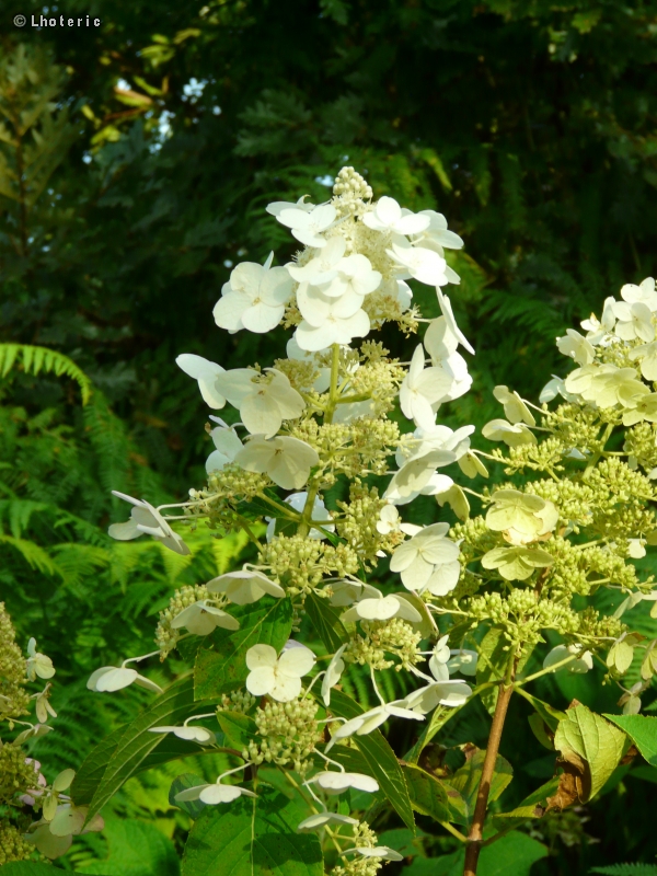  - Hydrangea paniculata - 