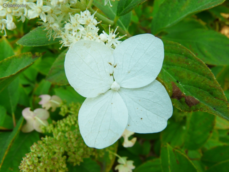  - Hydrangea paniculata - 