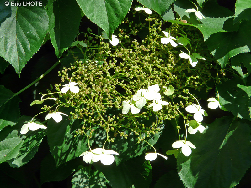  - Hydrangea petiolaris - 