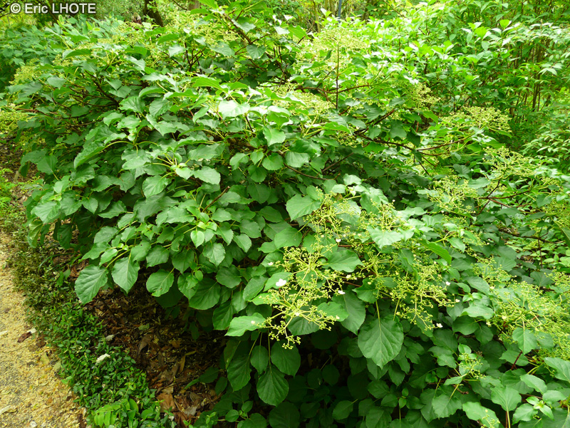  - Hydrangea petiolaris - 