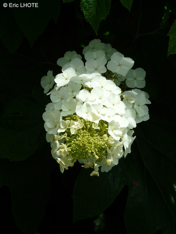  - Hydrangea quercifolia - 